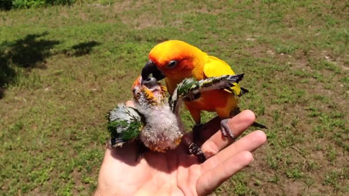 VIDEO Nakon što je mama papiga uginula, tata je preuzeo brigu i počeo hraniti njhovu bebu