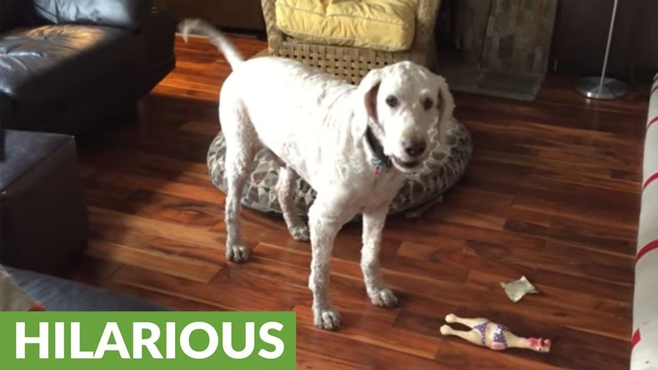 Ovaj pas je pokušao odglumiti zvukove koje ispušta njegova igračka i to je preslatko