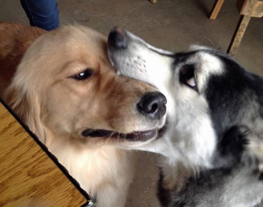 Ovaj Romeo još nije savladao osnove romantike