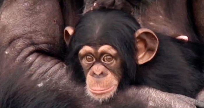 VIDEO: Pogled 50-godišnjeg laboratorijskog čimpanze kad prvi put vidi nebo ti slomi srce u tisuću komada