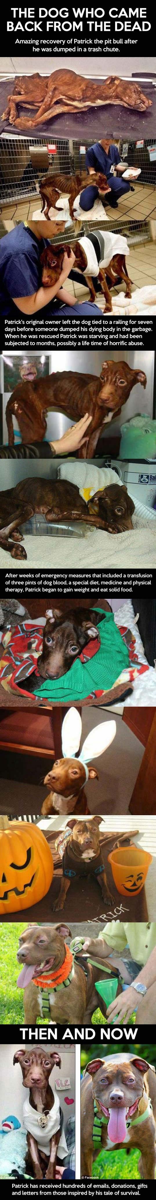 Pas kojeg je ljubav vratila iz mrtvih