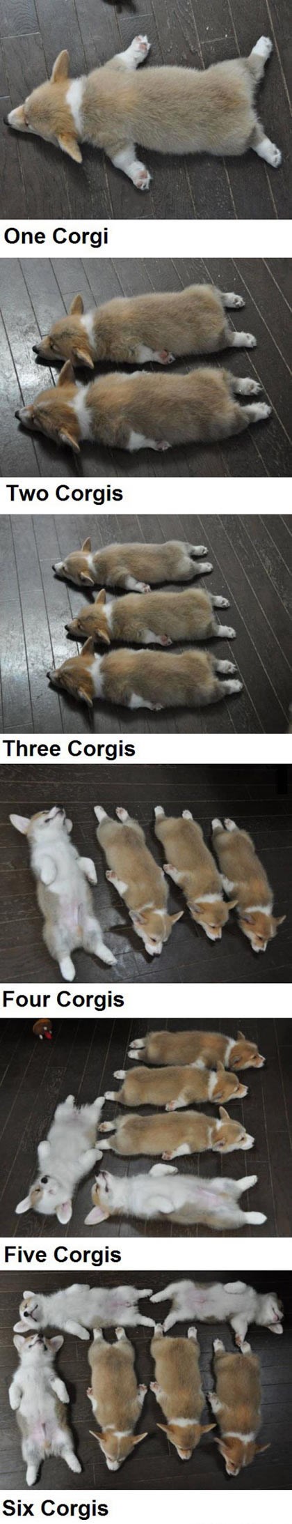 Nauči klince brojati pomoću korgija