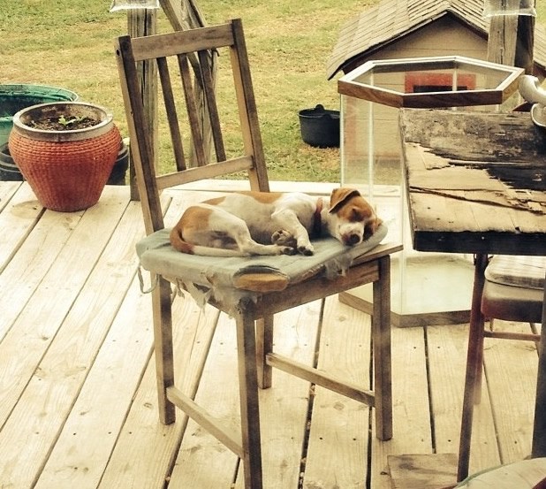 Teeežak život jednog bezbrižnog psića sa sela