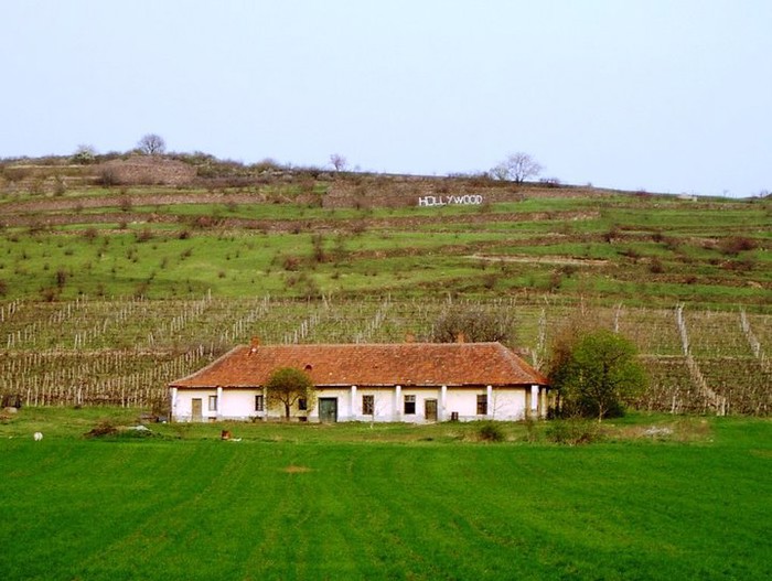 Ambiciozno: Nabio si natpis "Hollywood" u vinograd