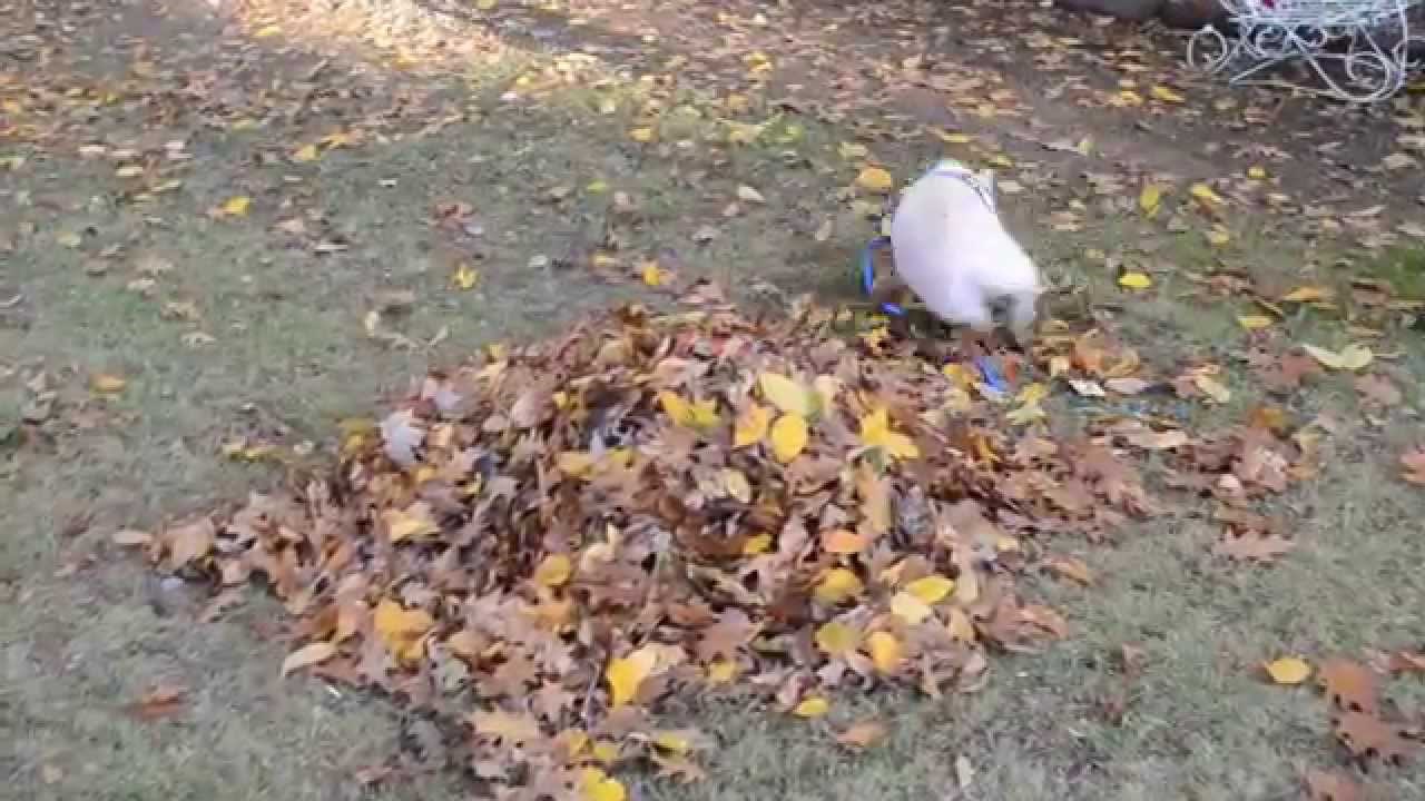 VIDEO: Svinjica poludjela na prvu hrpu lišća