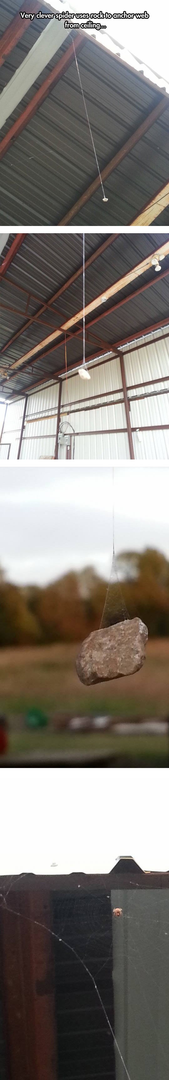 Strava u prirodi: Pauci postali prepametni!