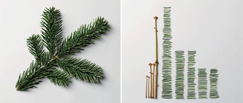 Što majstori OCD-a rade s borom nakon Božića?