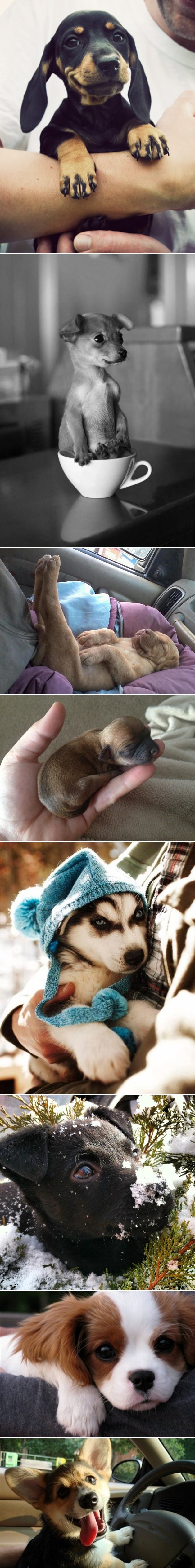 Neodoljivi peseki slatki da se rastopiš