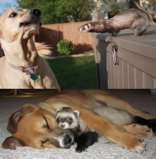 Pas i tvor postali frendovi nakon šokantnog upoznavanja