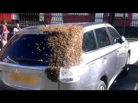 PČELE MU NAPALE AUTO: 20 000 pčela riskira život za nešto nevjerojatno!