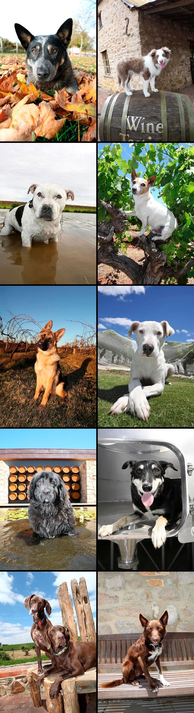 Pseći pozeri te pitaju koji ti je najslađi?