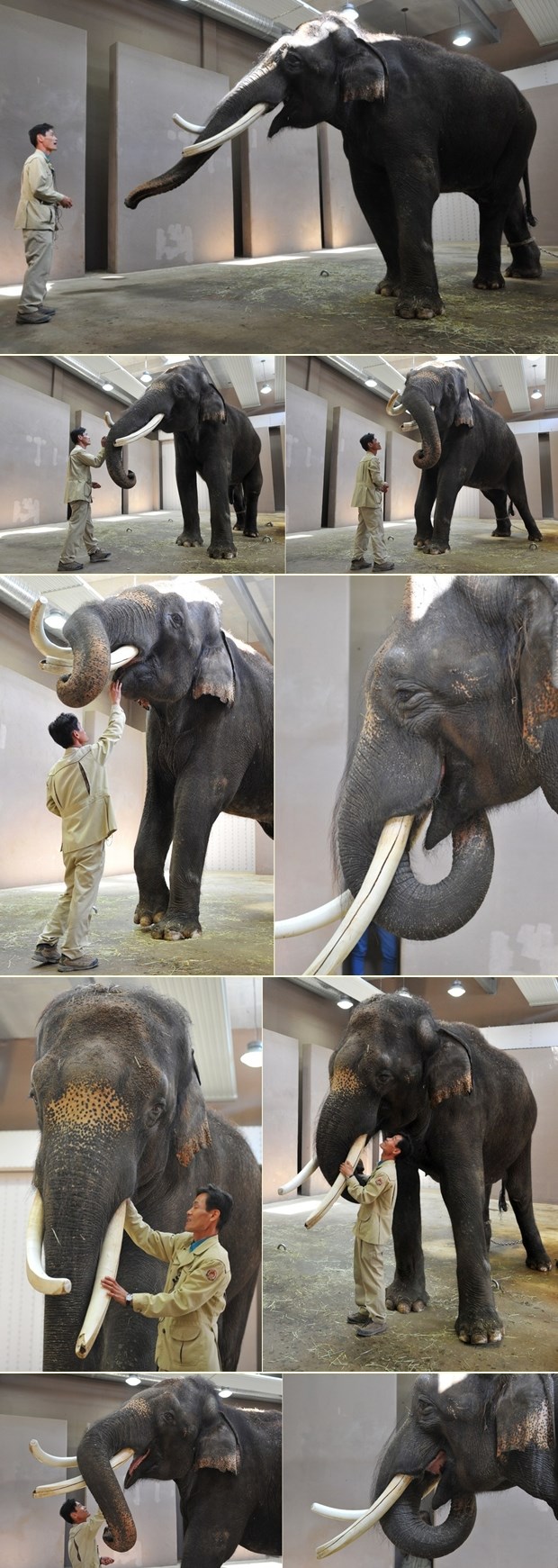 Koshik - slon koji je naučio pričati korejski