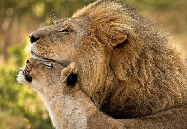 I kralju životinja treba malo nježnosti