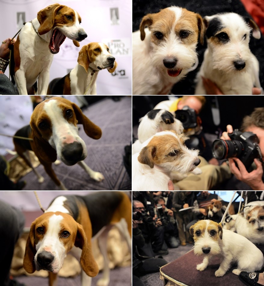 Svi ih fotkaju, a oni umiru od dosade