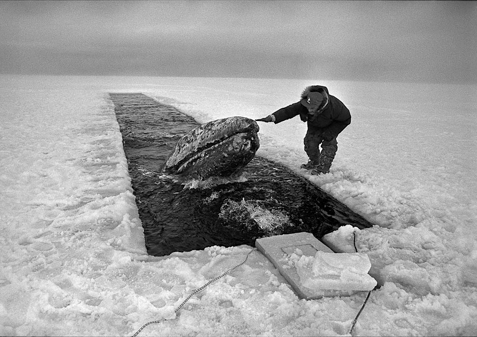 Spašavanje kitova: Rupe za disanje napravljene motorkama