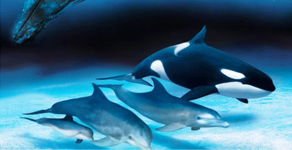 Morski suživot: Kit ubojica i njegovi frendači dupini