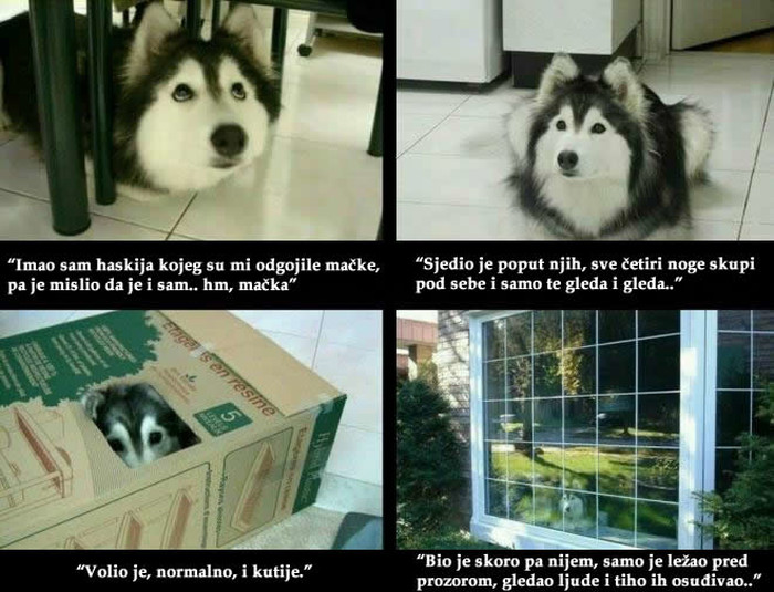 Haski kojeg su odgojile mačke