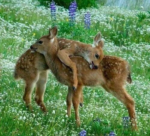 Bambi, pa di si, 100 godina te nisam vidio!