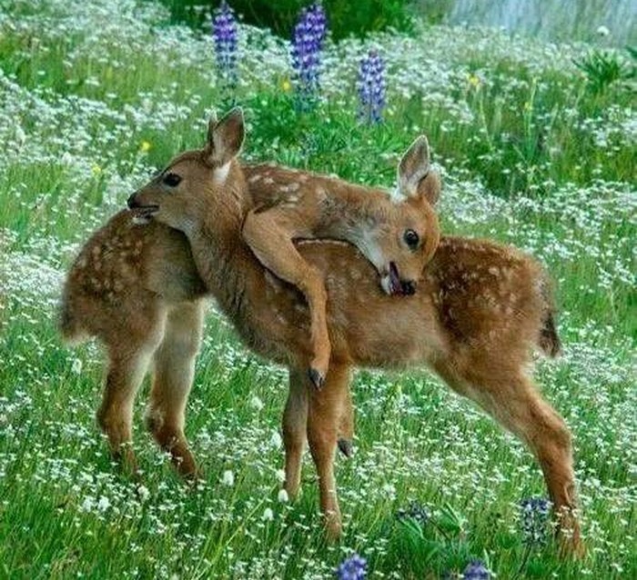 Bambi, pa di si, 100 godina te nisam vidio!
