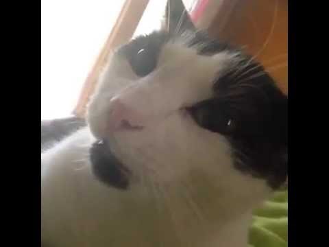 VIDEO: I mačke znaju reći: ''Volim te''