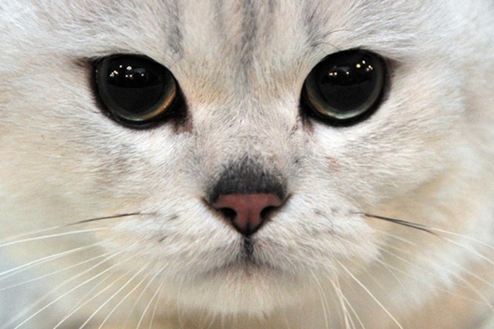 Mačka hipnotizira dubokim tamnim očima