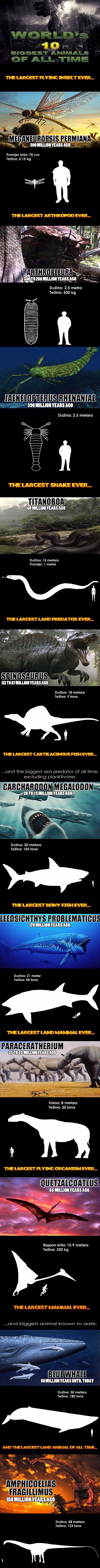 Galerija: Top 10 najvećih životinja koje su ikada postojale