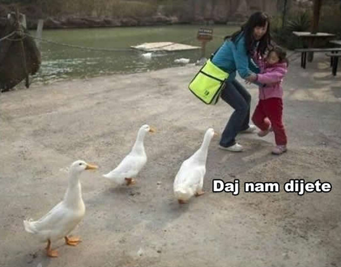 Pa ti vodi dijete u zoološki vidjeti patkicu