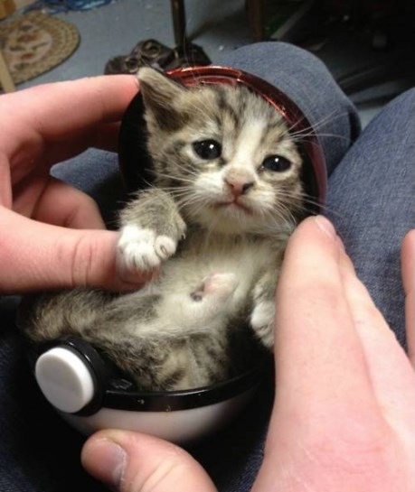 Neodoljiva Pokemon-maca bira tebe