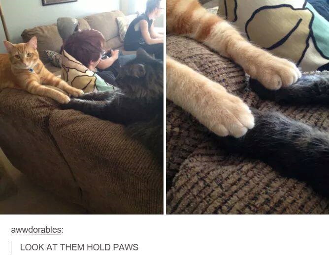 Mace uhvaćene u trenutku ljudskosti!