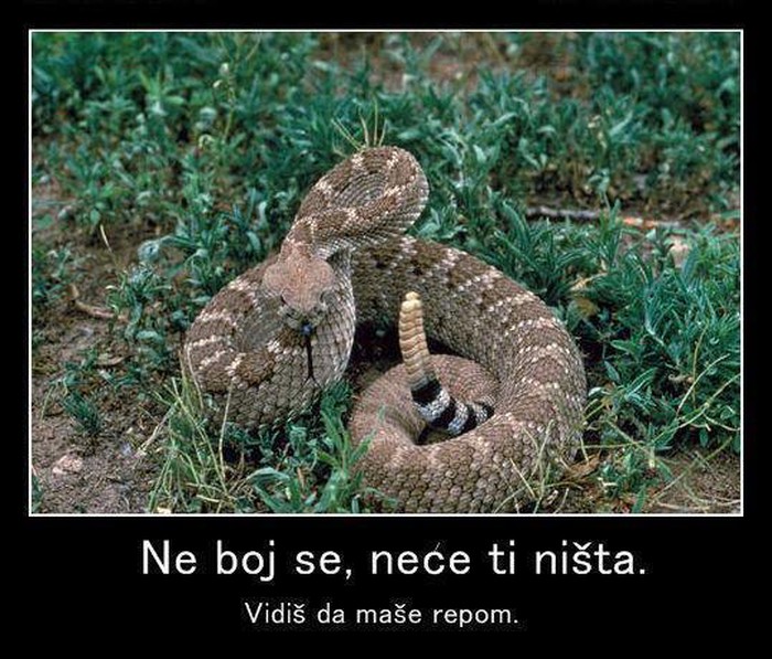 Ma neće te, neće, igrala bi se!