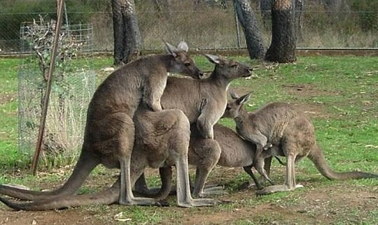 Klokani u grupnjaku: Oni znaju što je pravi party