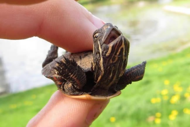 Korni kornjačica oduševljena letom ponad livade