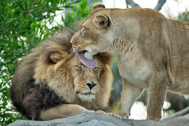 Opet si mi sav raščupan, kako ćemo na večeru danas!