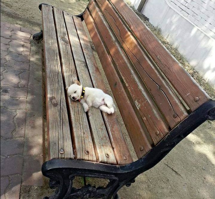 Samo da malo odmorim, prilegnem na klupici... Zzzzzzzz...