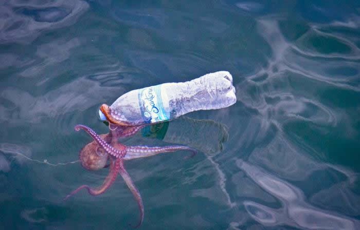 Pametna hobotnica pokušava otvoriti plastičnu bocu