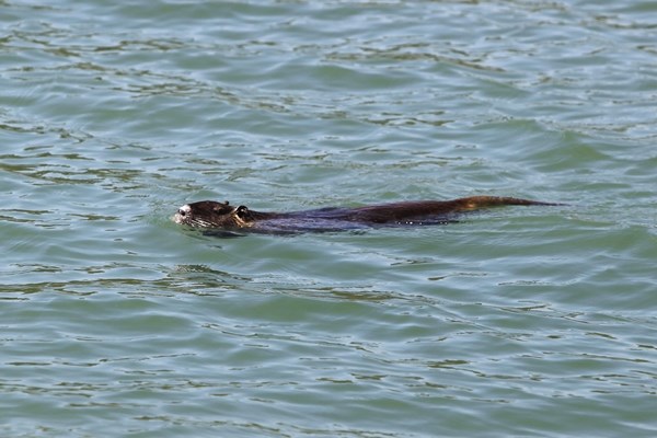 Nutrija uživa u plivanju