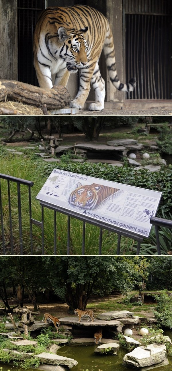 Prekrasni tigrovi i u ZOO-u uživaju u prirodnom okruženju