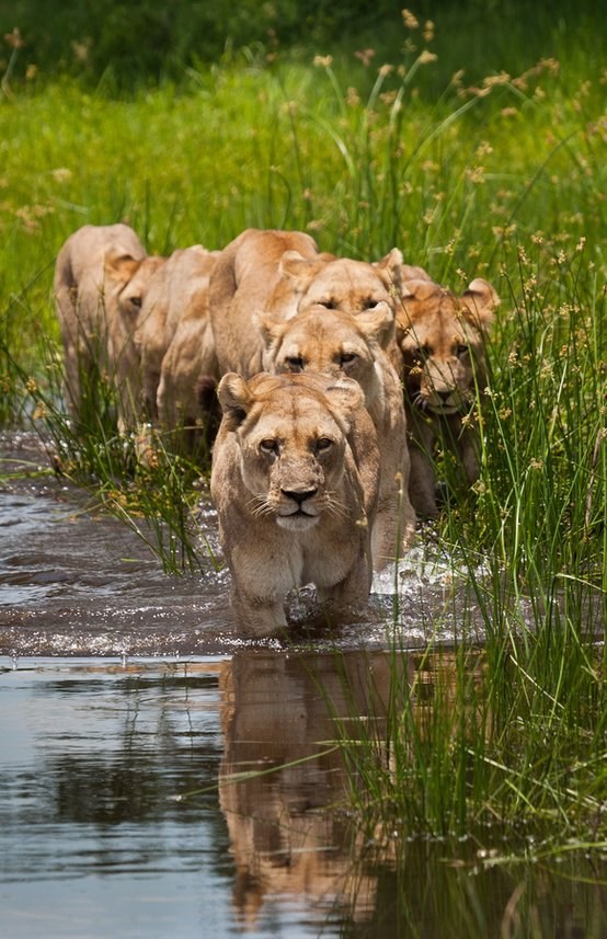 Kad "žene" idu u lov bar se jede - lav ljenčari i kuka