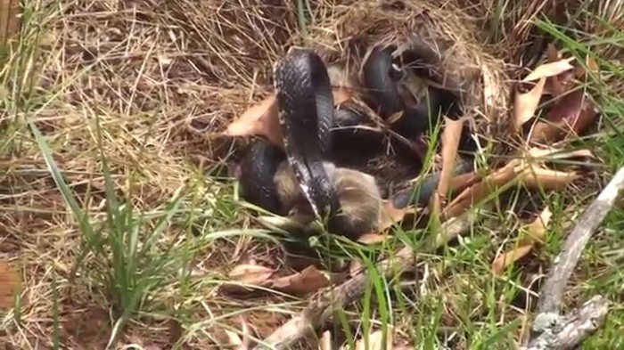 VIDEO: Zmija ščepala malog zeku, a onda molila za život kad se na nju sručio uragan Mama!