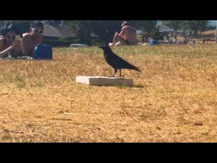 VIDEO: Vrana vs. kutija pizze