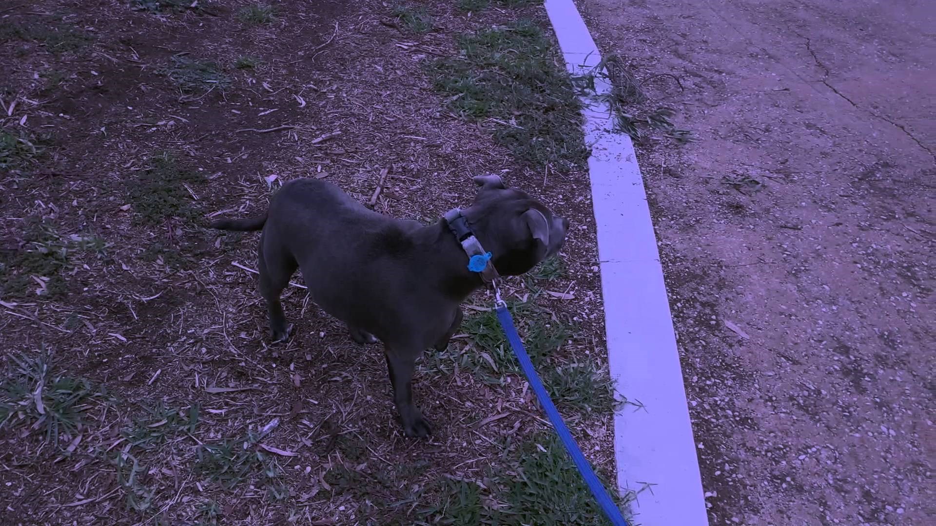 Video: Horor koji je ovog psa prestravio do kostiju nije za svačije oči!