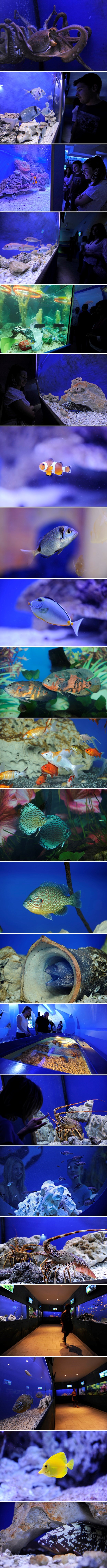 Šibenik dobio prvi gradski Akvarij