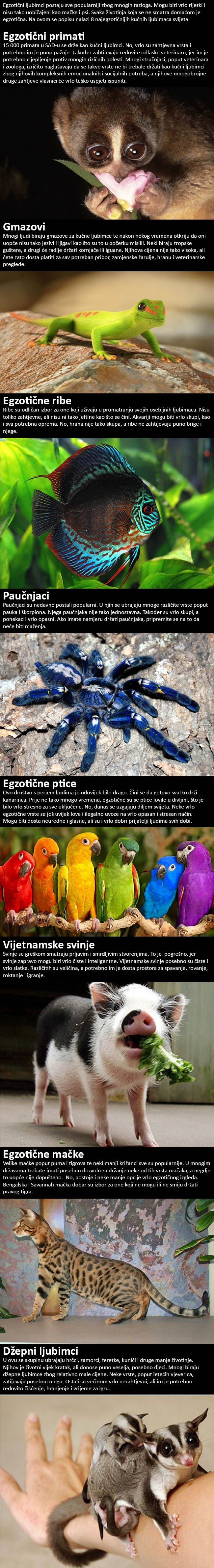 TOP 8 najboljih egzotičnih ljubimaca na svijetu