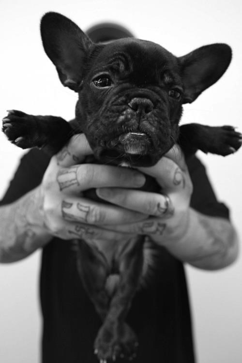 Je šta, psi ne bi smjeli biti baletani? Vidi kako mrdam!