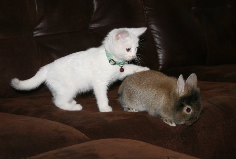 Zeko, meni dosadno, ajmo skrivača!