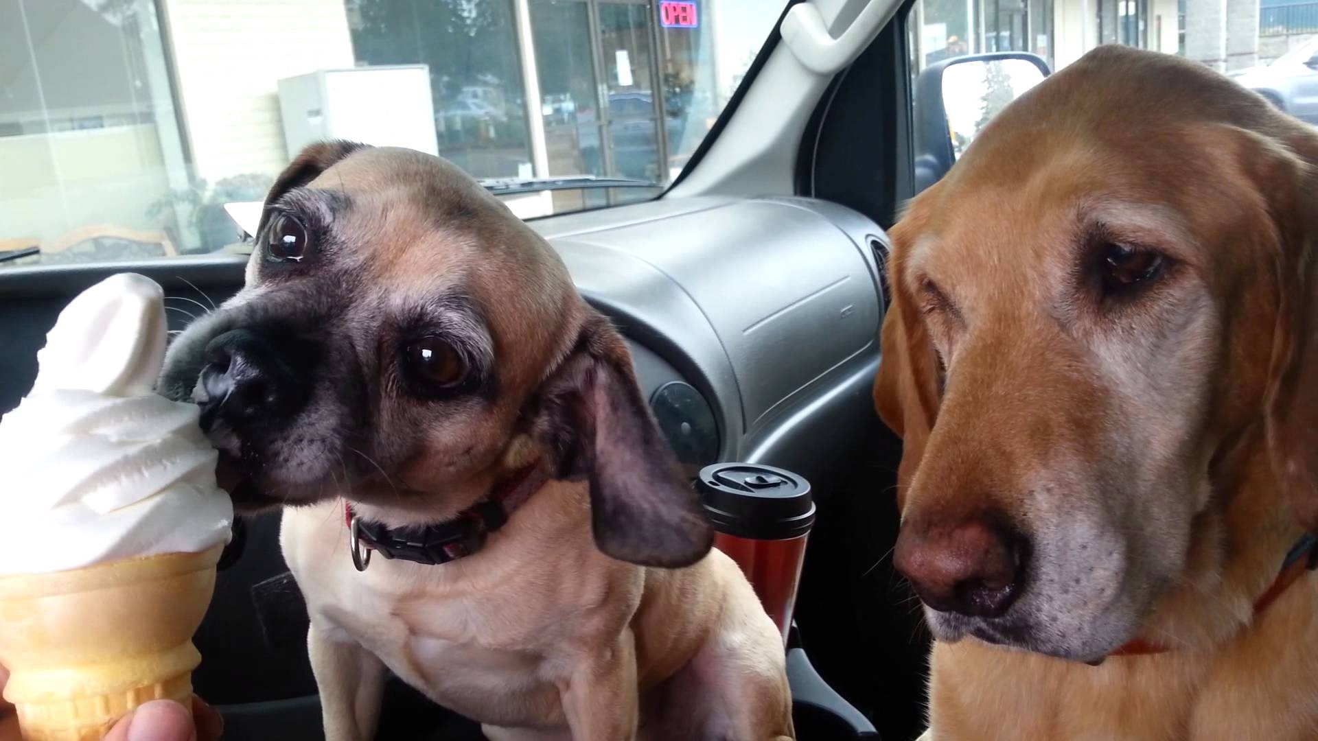 VIDEO : Čupavi gurman - Cooper stvaaaarno voli svoj sladoled