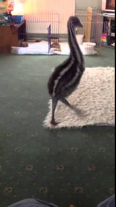 VIDEO: Beba emu skakuće od sreće zbog igranja sa psom!