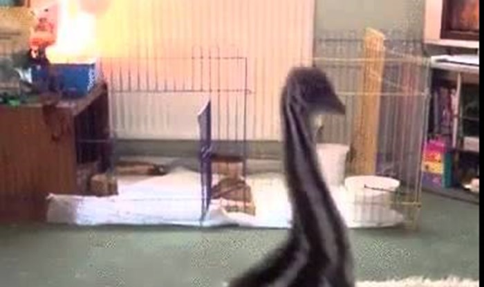 VIDEO: Beba emu skakuće od sreće zbog igranja sa psom!