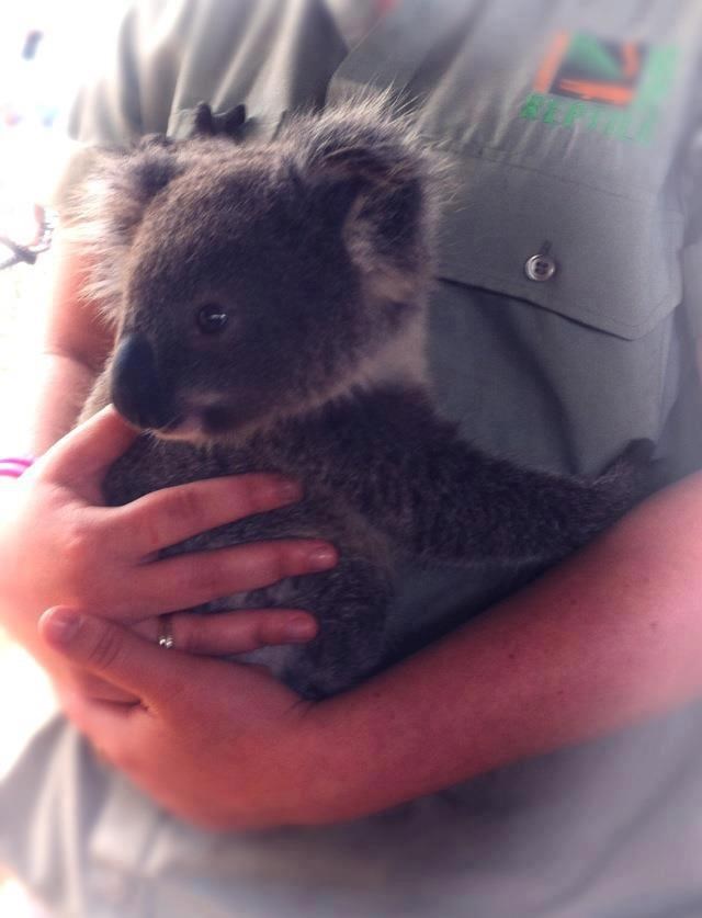 Mala koala zna da je u zagrljaju sigurna