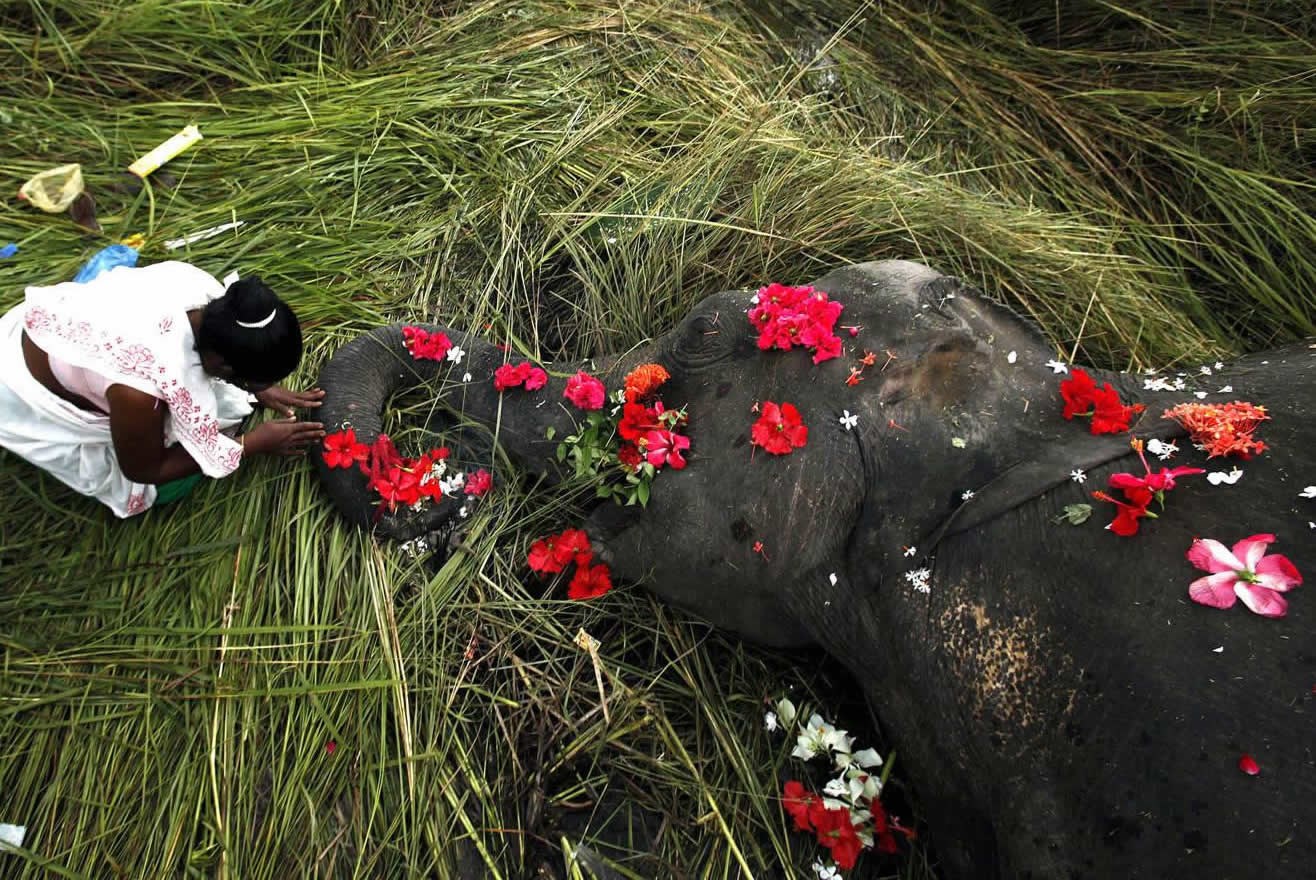 Posljednje zbogom slonu kojeg je udario vlak